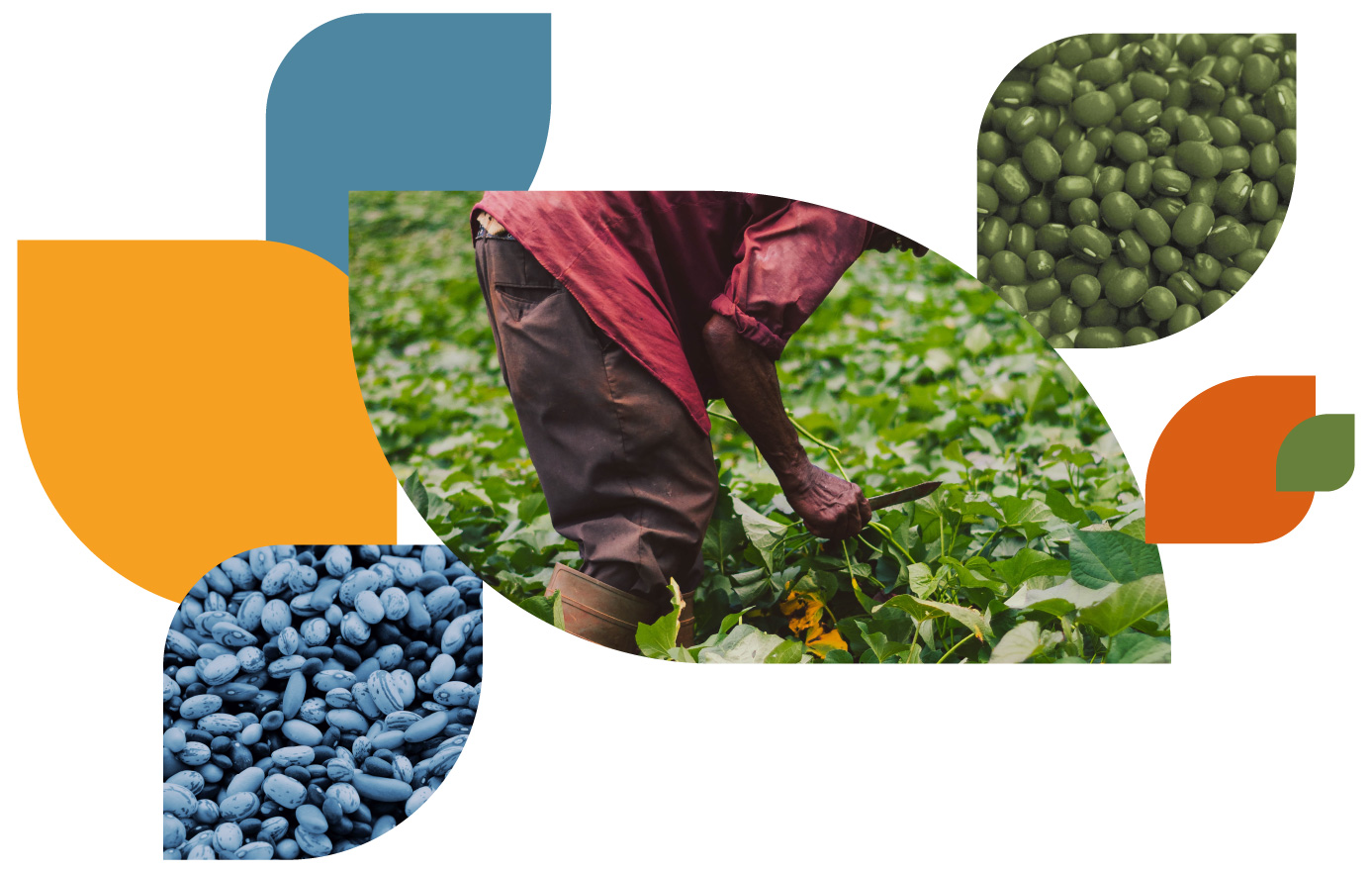 Zafra de gandul en Semvra